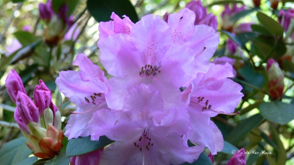 Bois des Moutiers (183) Mai 2012